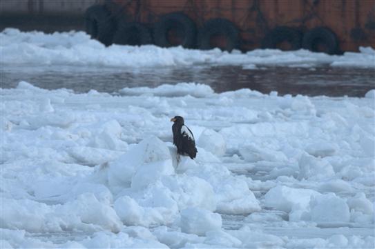 流氷とオオワシ