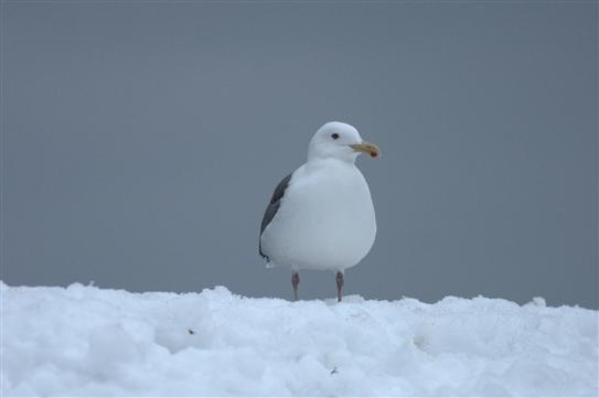 オオセグロカモメ